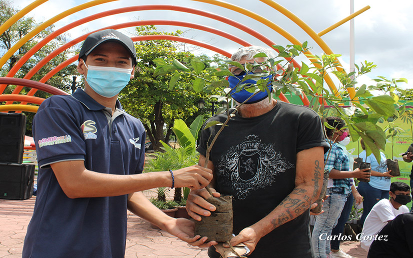 PLANTAS1